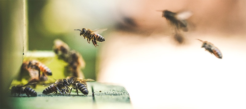 bees